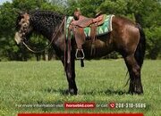 "Shot " Buckskin Gelding Draft