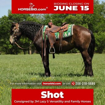 "Shot " Buckskin Gelding Draft