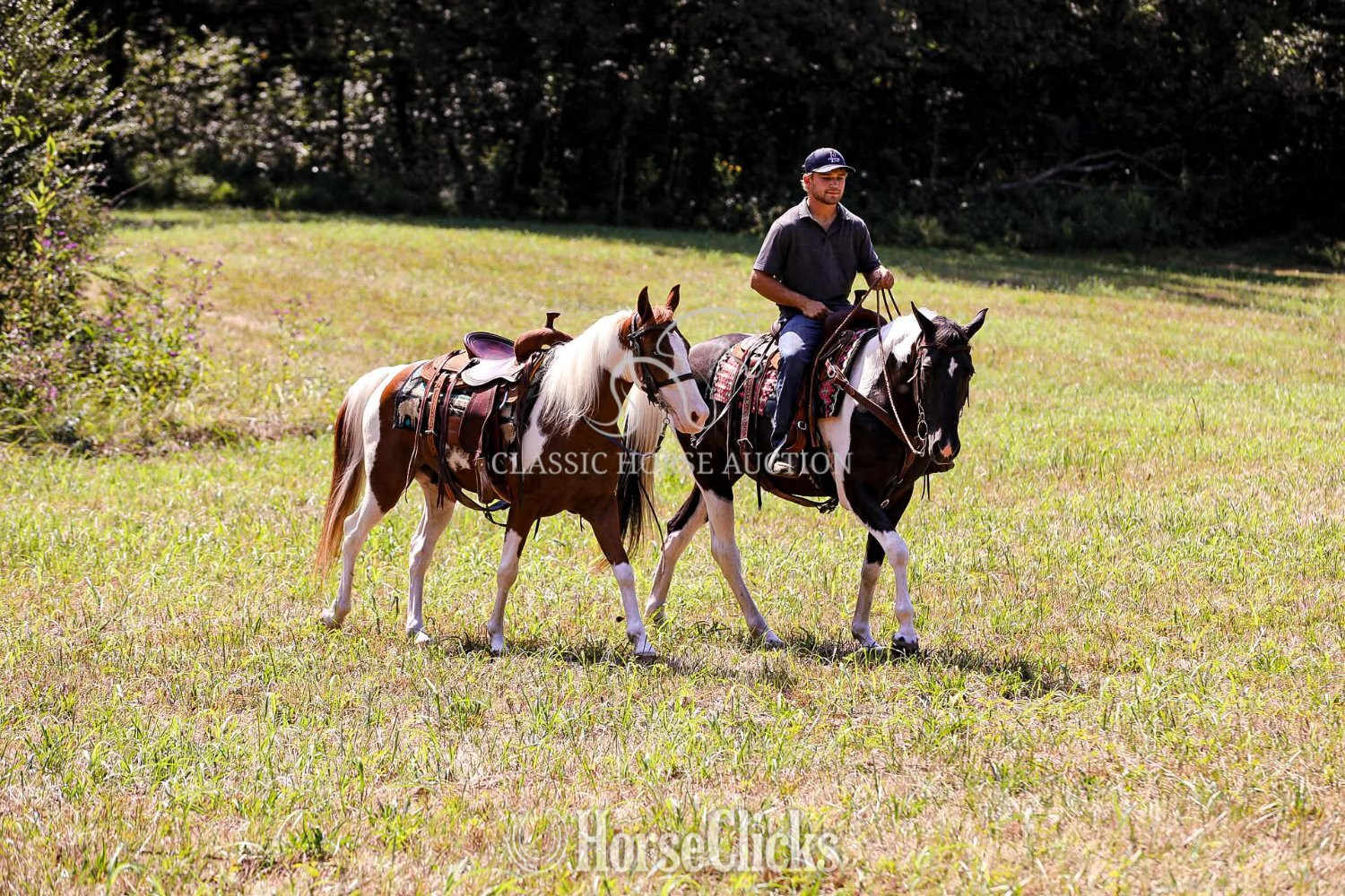 Tennessee "DIAMOND BESSIE " Tabiano Gelding Tennessee Walker