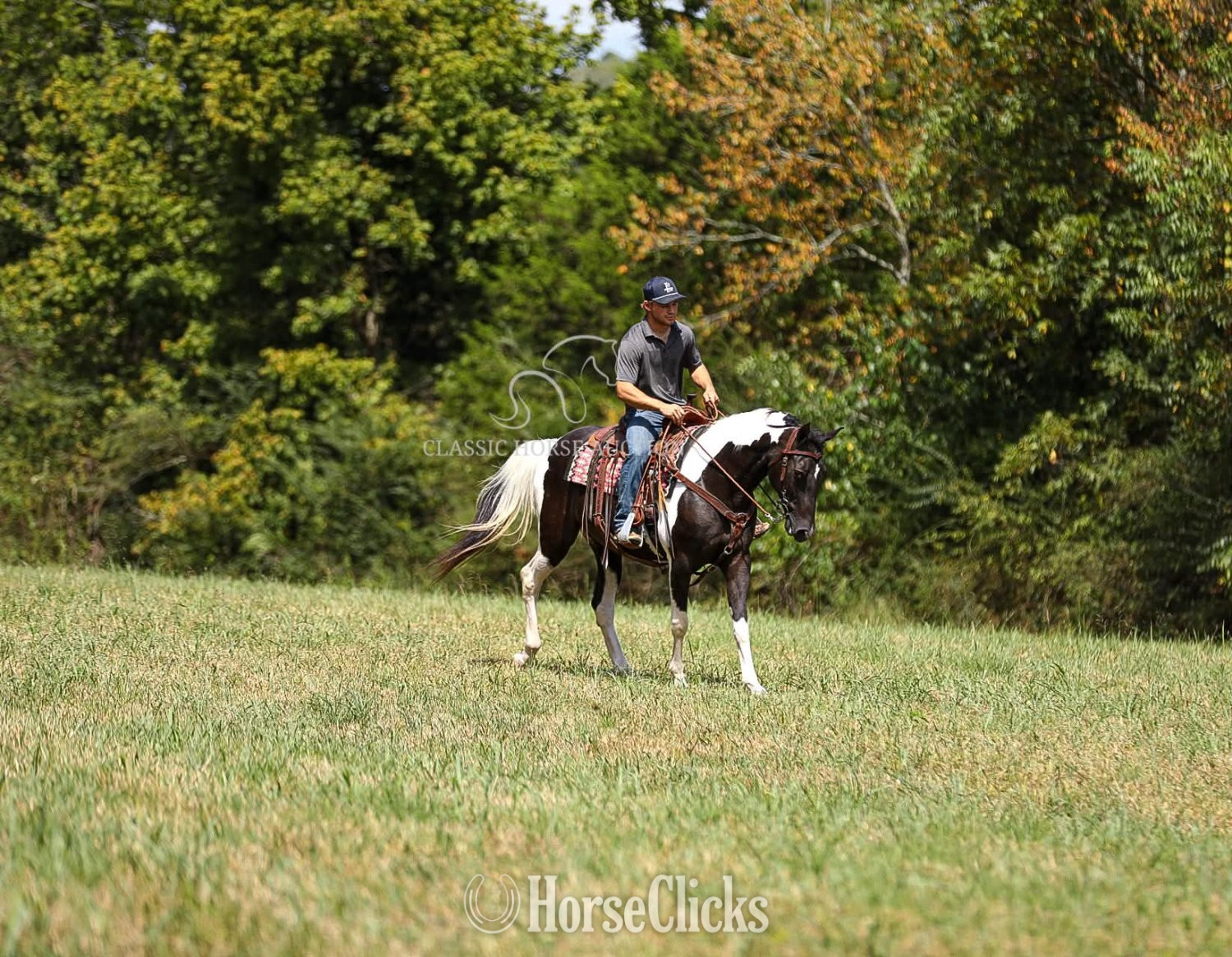 "DIAMOND BESSIE " Tabiano Gelding Tennessee Walker - Tennessee Walker in Tennessee