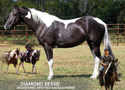 "DIAMOND BESSIE " Tabiano Gelding Tennessee Walker