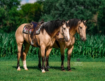 "“Samson” & “Sunny”" Buckskin Gelding Draft