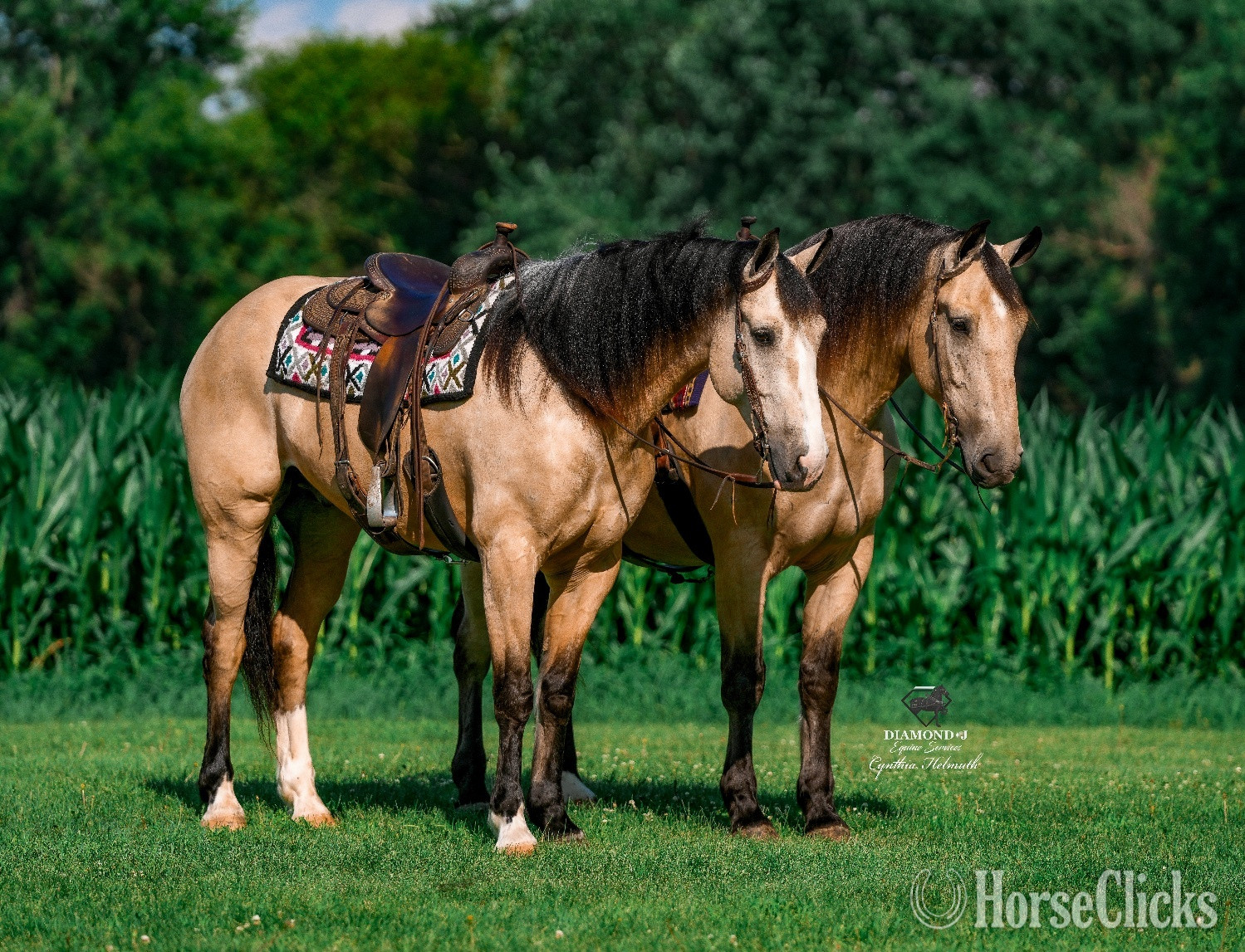 "“Samson” & “Sunny”" Buckskin Gelding Draft in Iowa