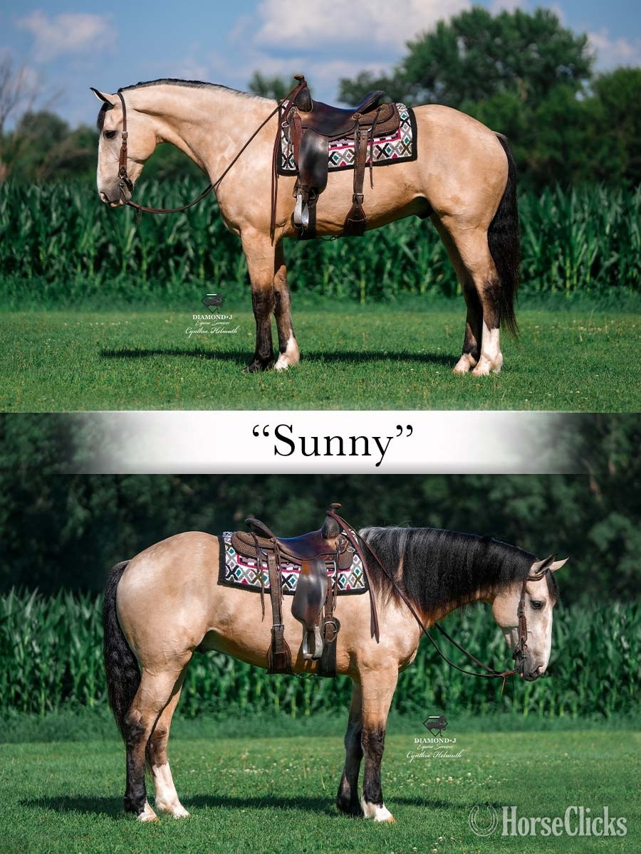 "“Samson” & “Sunny”" Buckskin Gelding Draft