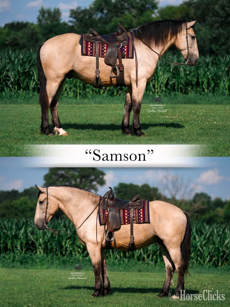Iowa "“Samson” & “Sunny”" Buckskin Gelding Draft