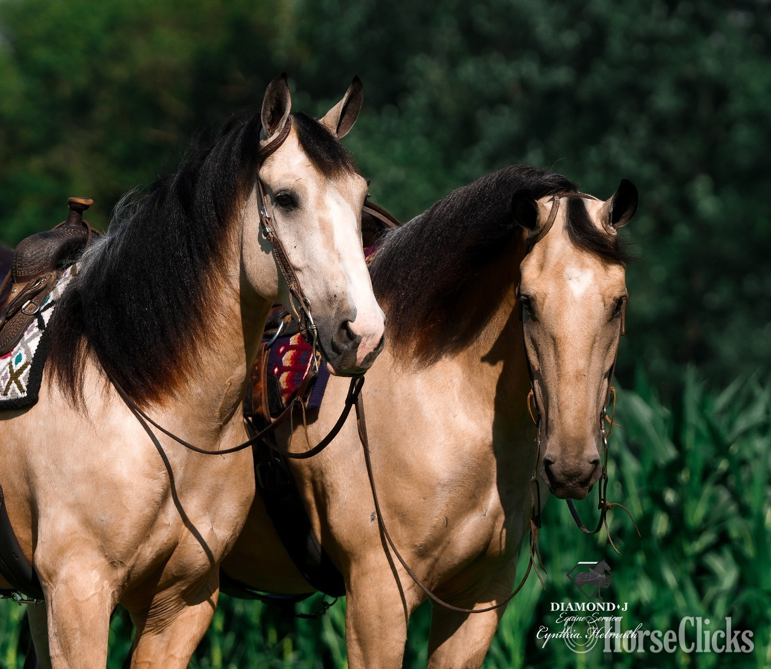 "“Samson” & “Sunny”" Buckskin Gelding Draft - Draft in Iowa