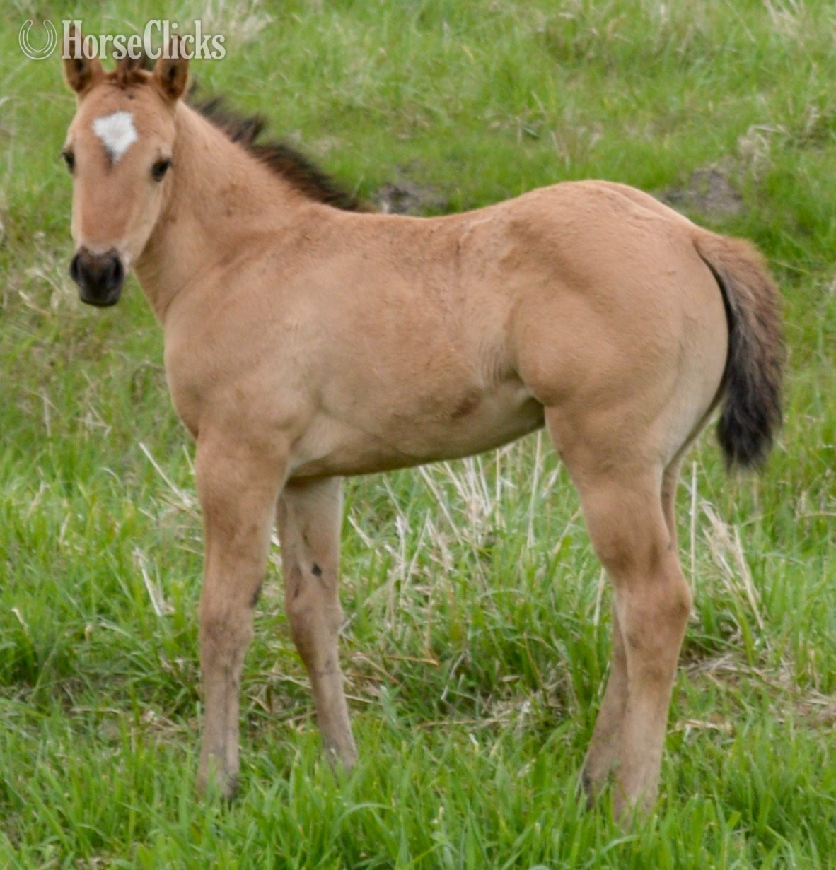 "Dakota - Pymts OK" Dun Filly Quarter Horse in Missouri