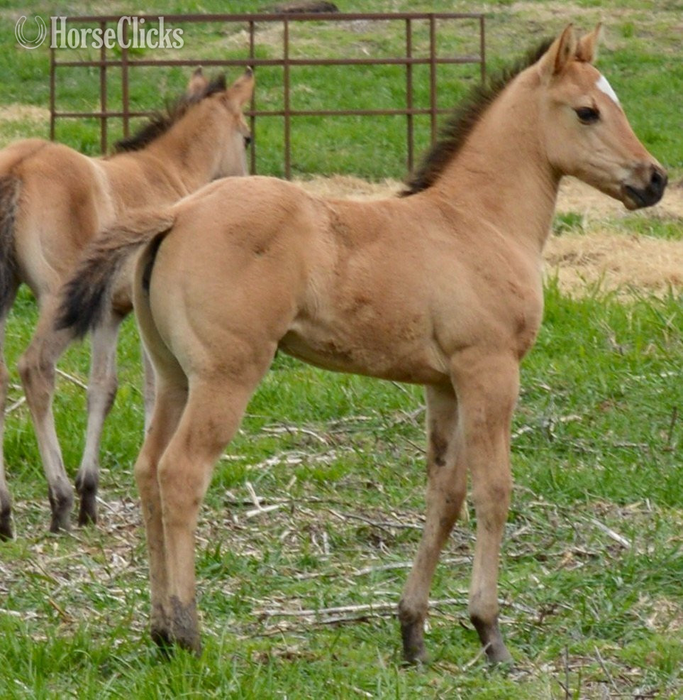 "Dakota - Pymts OK" Dun Filly Quarter Horse