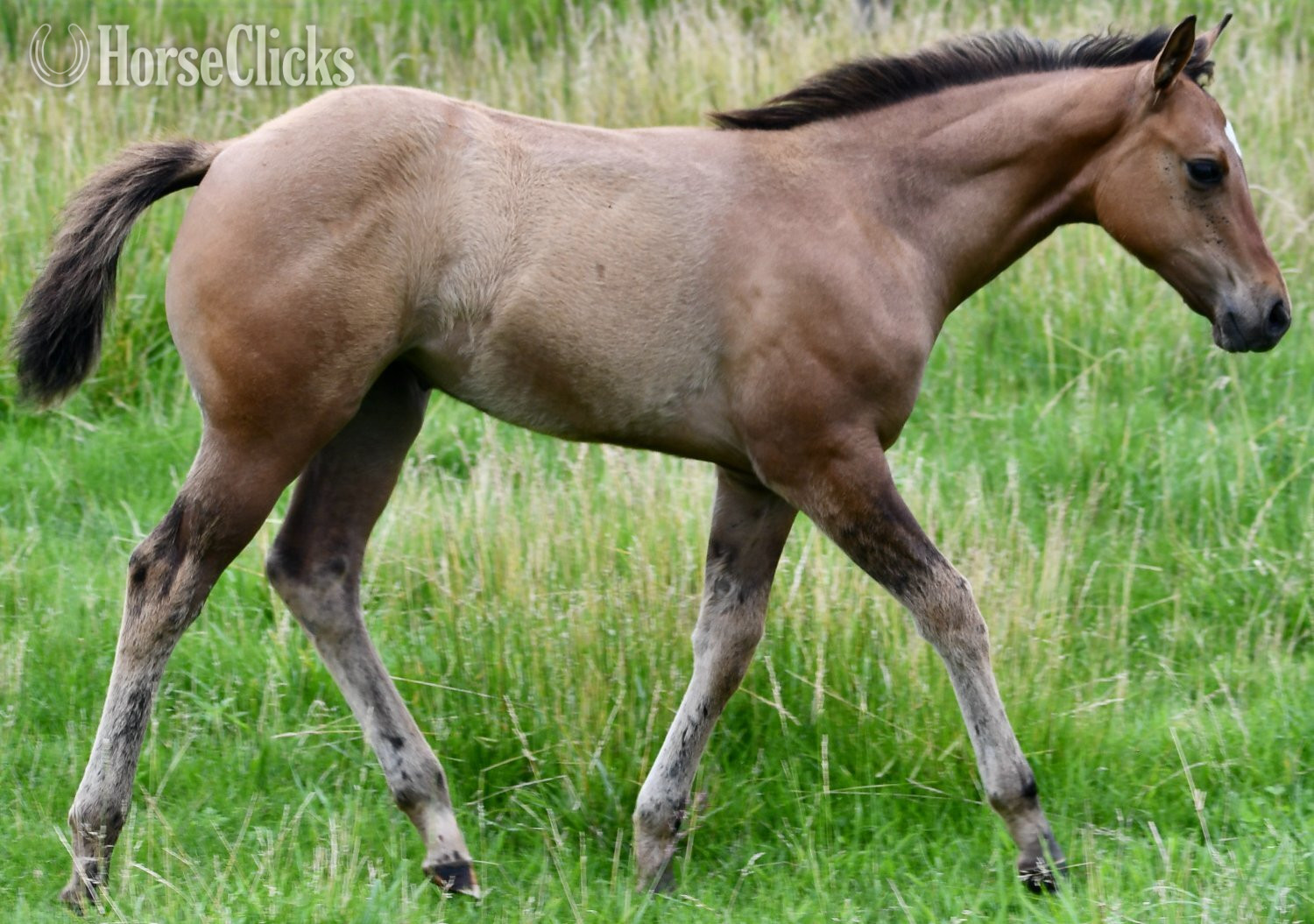 "Dakota - Pymts OK" Dun Filly Quarter Horse