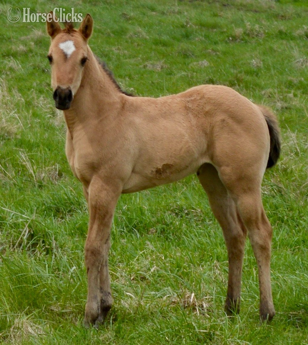 Missouri "Dakota - Pymts OK" Dun Filly Quarter Horse