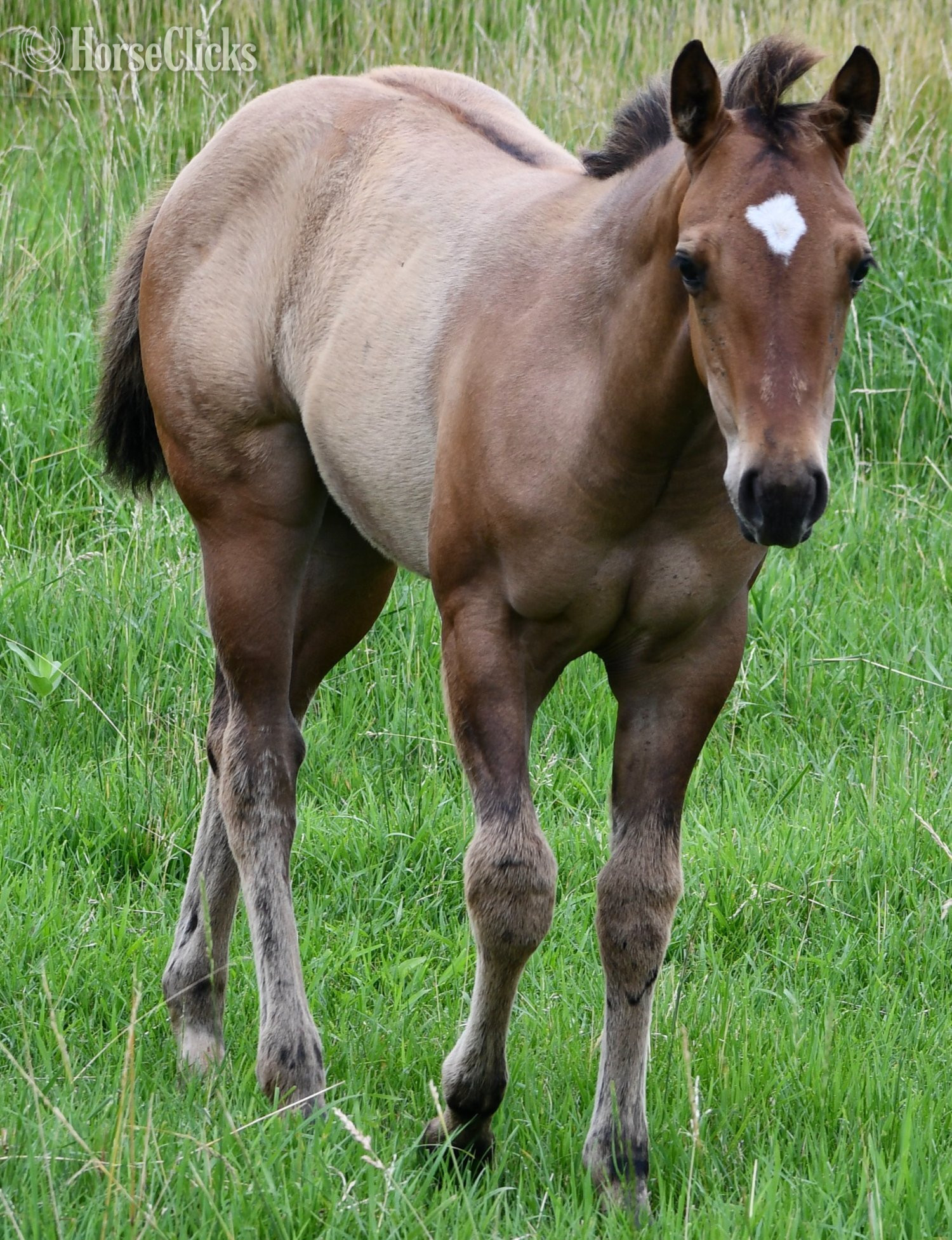 Missouri "Dakota - Pymts OK" Dun Filly Quarter Horse