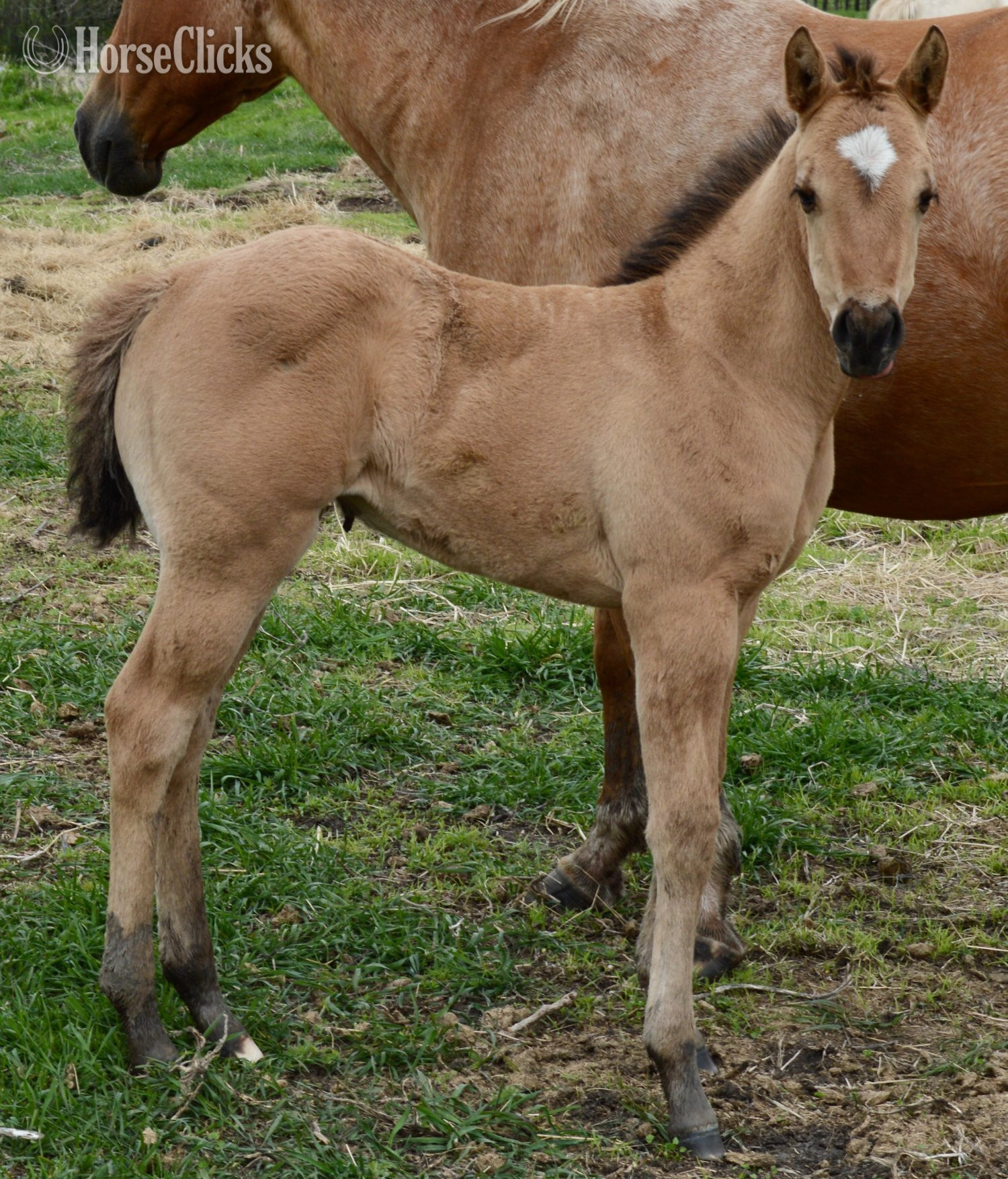"Dakota - Pymts OK" Dun Filly Quarter Horse - Quarter Horse in Missouri