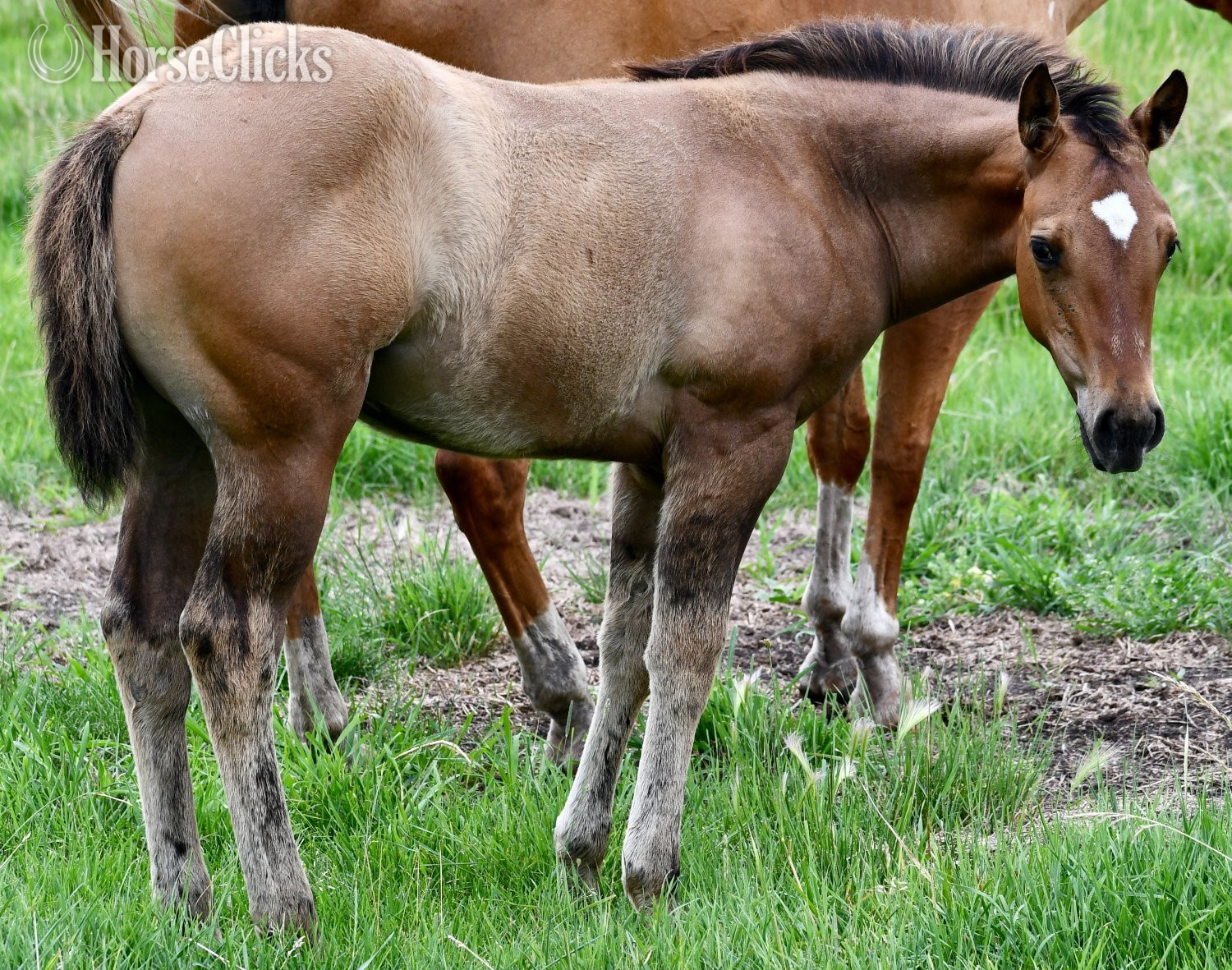"Dakota - Pymts OK" Dun Filly Quarter Horse - Quarter Horse in Missouri