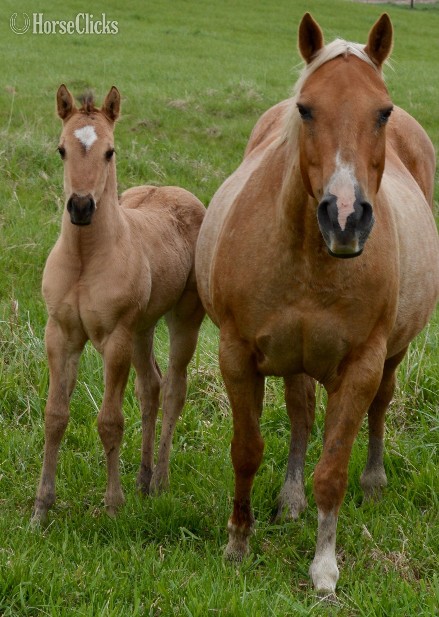 "Dakota - Pymts OK" Dun Filly Quarter Horse - Quarter Horse
