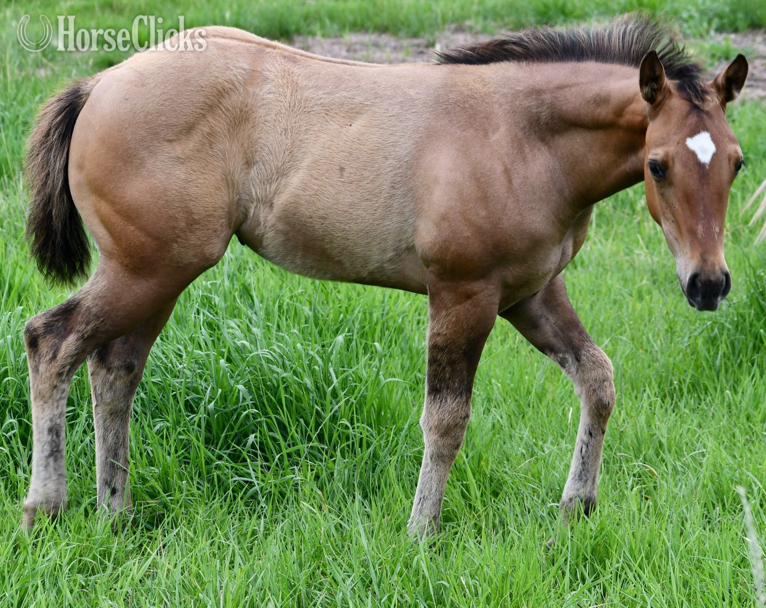 "Dakota - Pymts OK" Dun Filly Quarter Horse - Quarter Horse