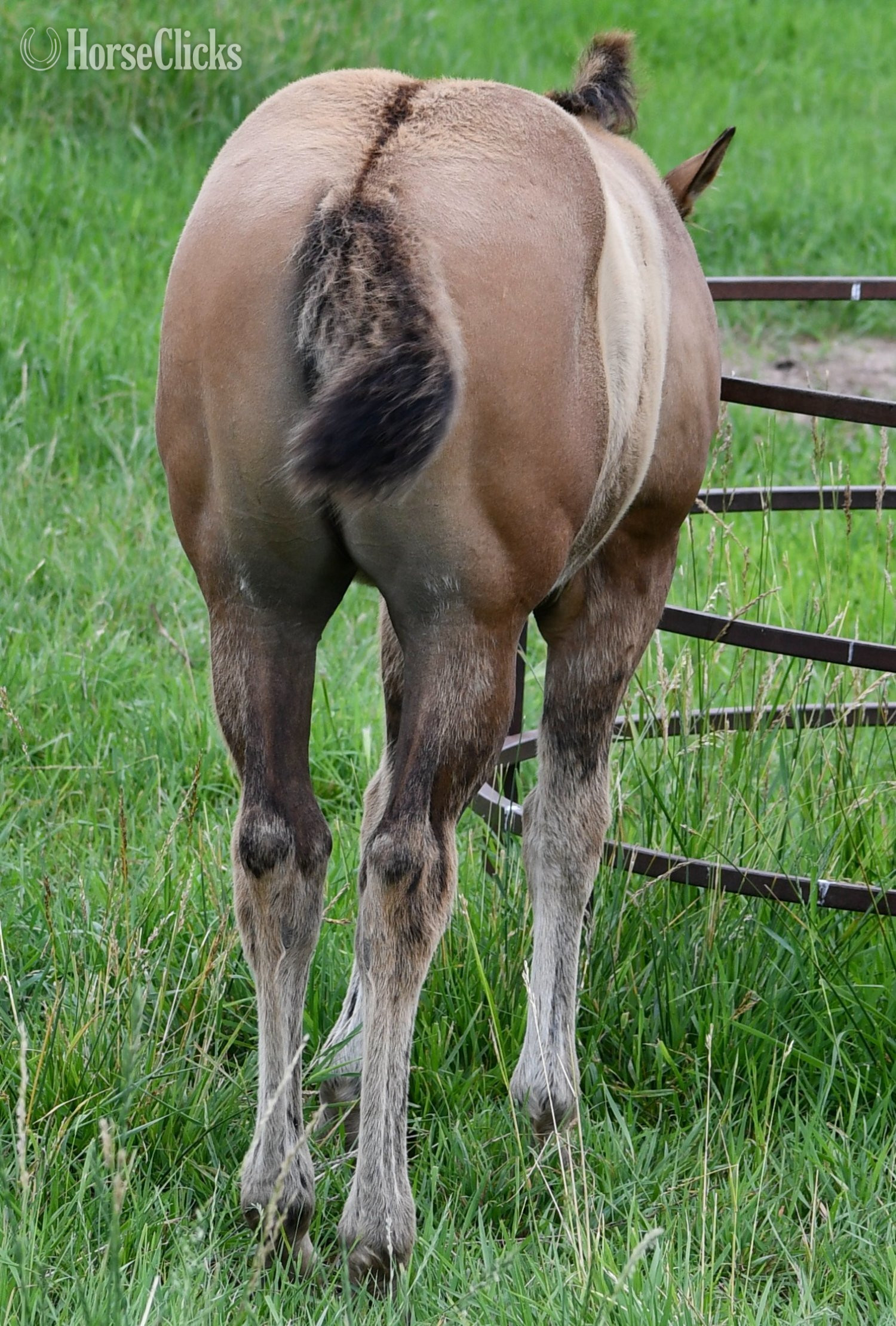 "Dakota - Pymts OK" Dun Filly Quarter Horse Missouri