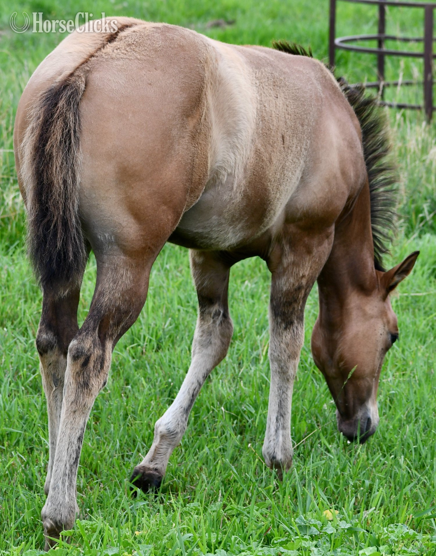 Quarter Horse - "Dakota - Pymts OK" Dun Filly Quarter Horse in Missouri