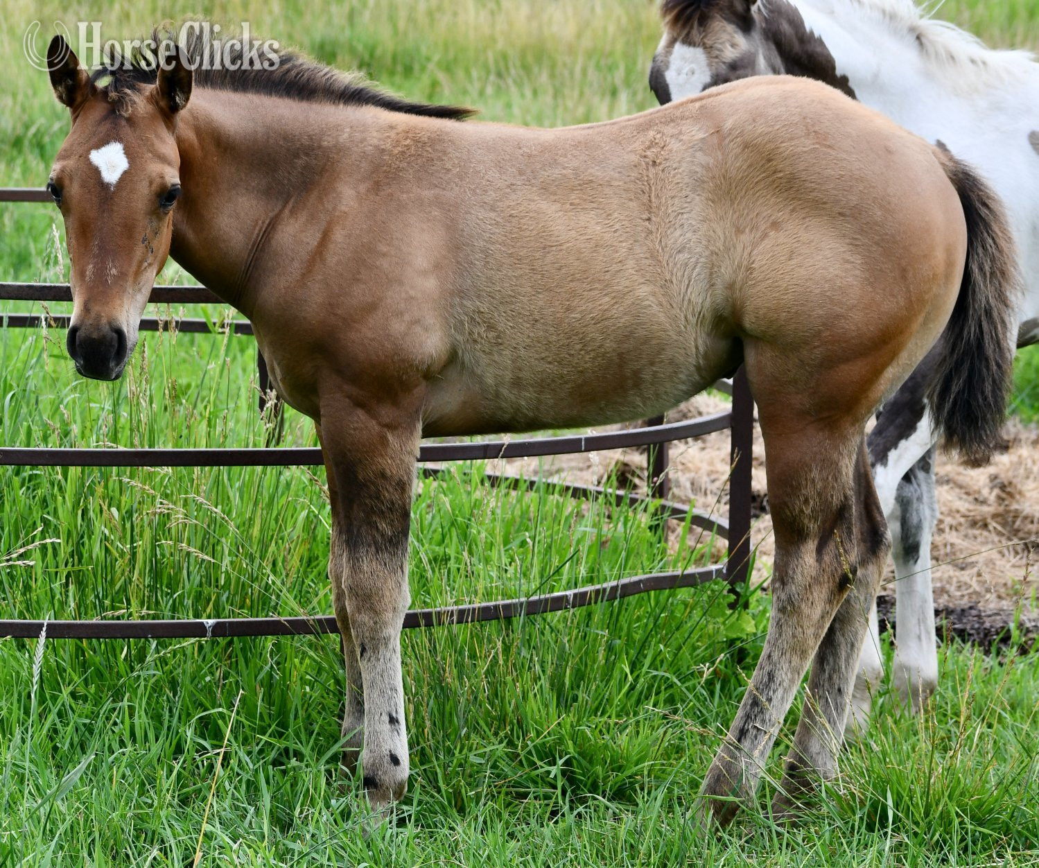 Quarter Horse - "Dakota - Pymts OK" Dun Filly Quarter Horse
