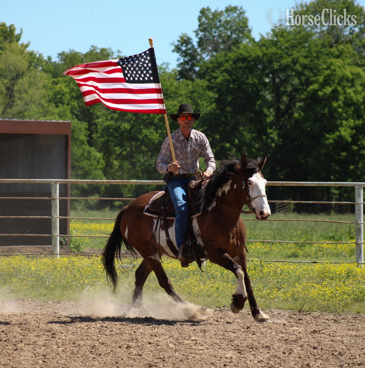 Shire - "Sassy " Pinto Mare Shire in Kansas