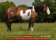 "Sassy " Pinto Mare Shire
