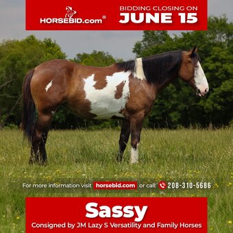 "Sassy " Pinto Mare Shire