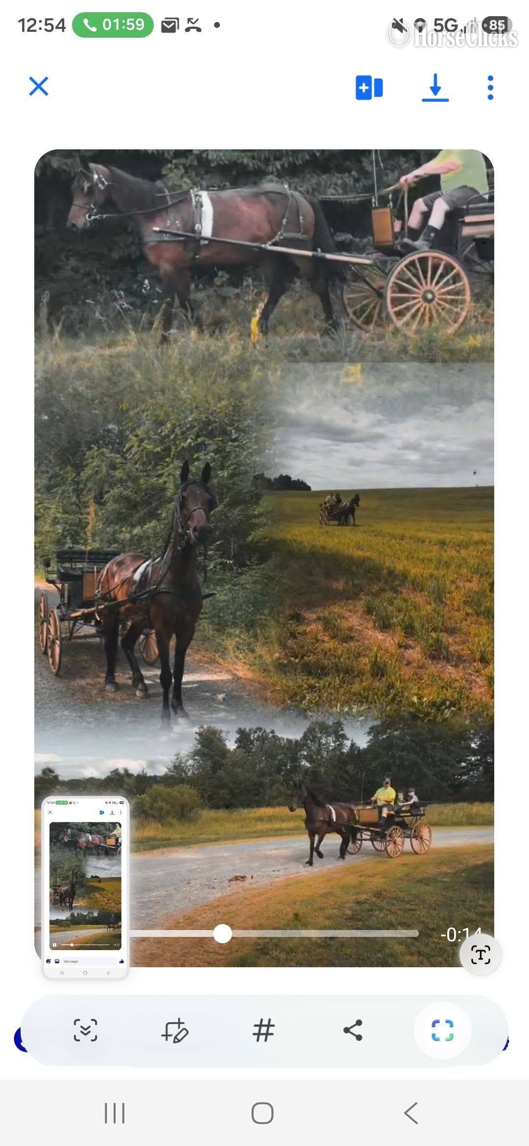 "Kate" Bay Mare Friesian