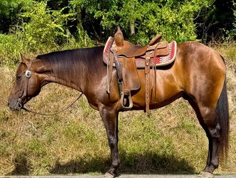 "Joe" Bay Gelding Quarter Horse