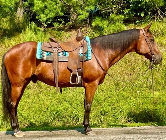 "Joe" Bay Gelding Quarter Horse