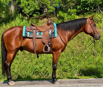"Joe" Bay Gelding Quarter Horse