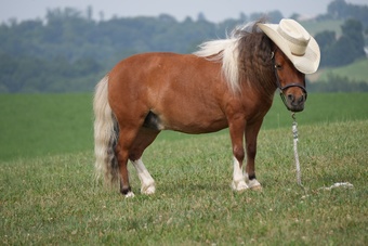 "Marshall" Pinto Gelding Pony