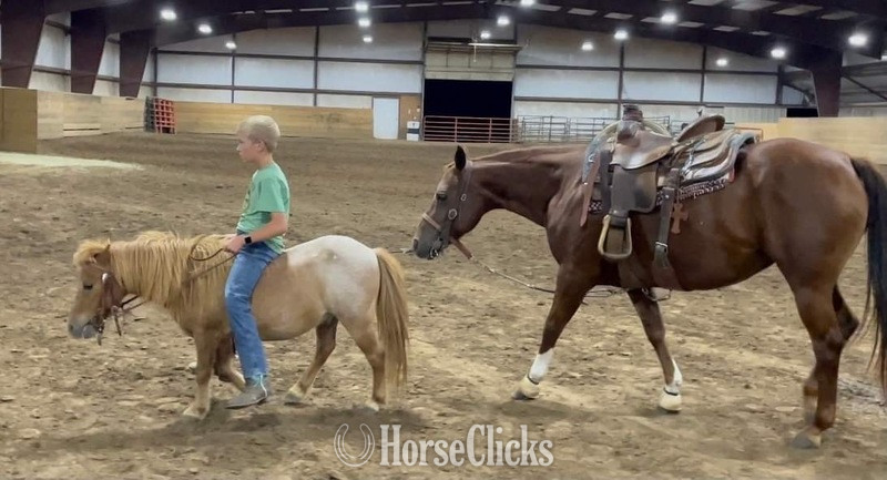 "Rooster" Red Roan Gelding Pony