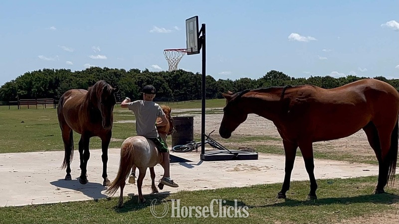 Texas "Rooster" Red Roan Gelding Pony