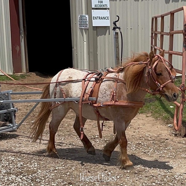 "Rooster" Red Roan Gelding Pony in Texas