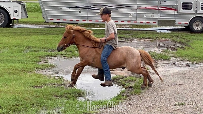 "Rooster" Red Roan Gelding Pony - Pony in Texas