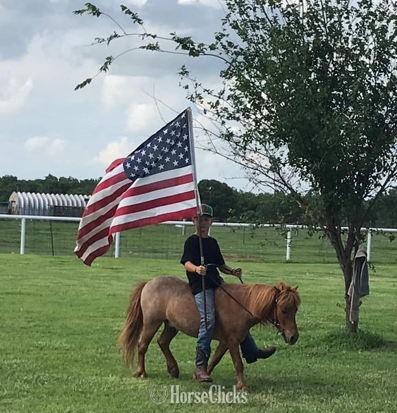 "Rooster" Red Roan Gelding Pony - Pony
