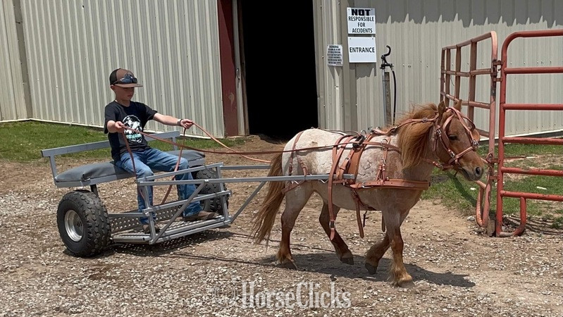 "Rooster" Red Roan Gelding Pony Texas