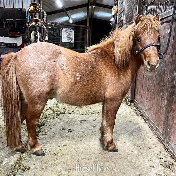 Pony - "Rooster" Red Roan Gelding Pony in Texas
