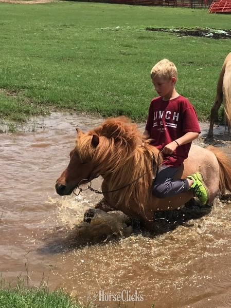Pony - "Rooster" Red Roan Gelding Pony