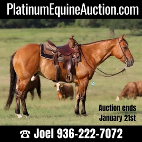 Buckskin Horses for sale in Texas | HorseClicks
