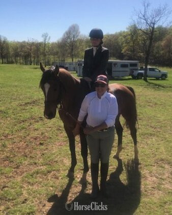 "Sunman" Bay Gelding Thoroughbred in Virginia