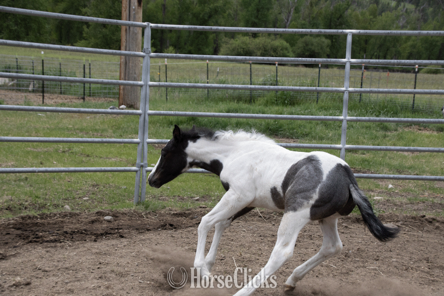 "Blue  " Blue Roan Colt Paint in Washington
