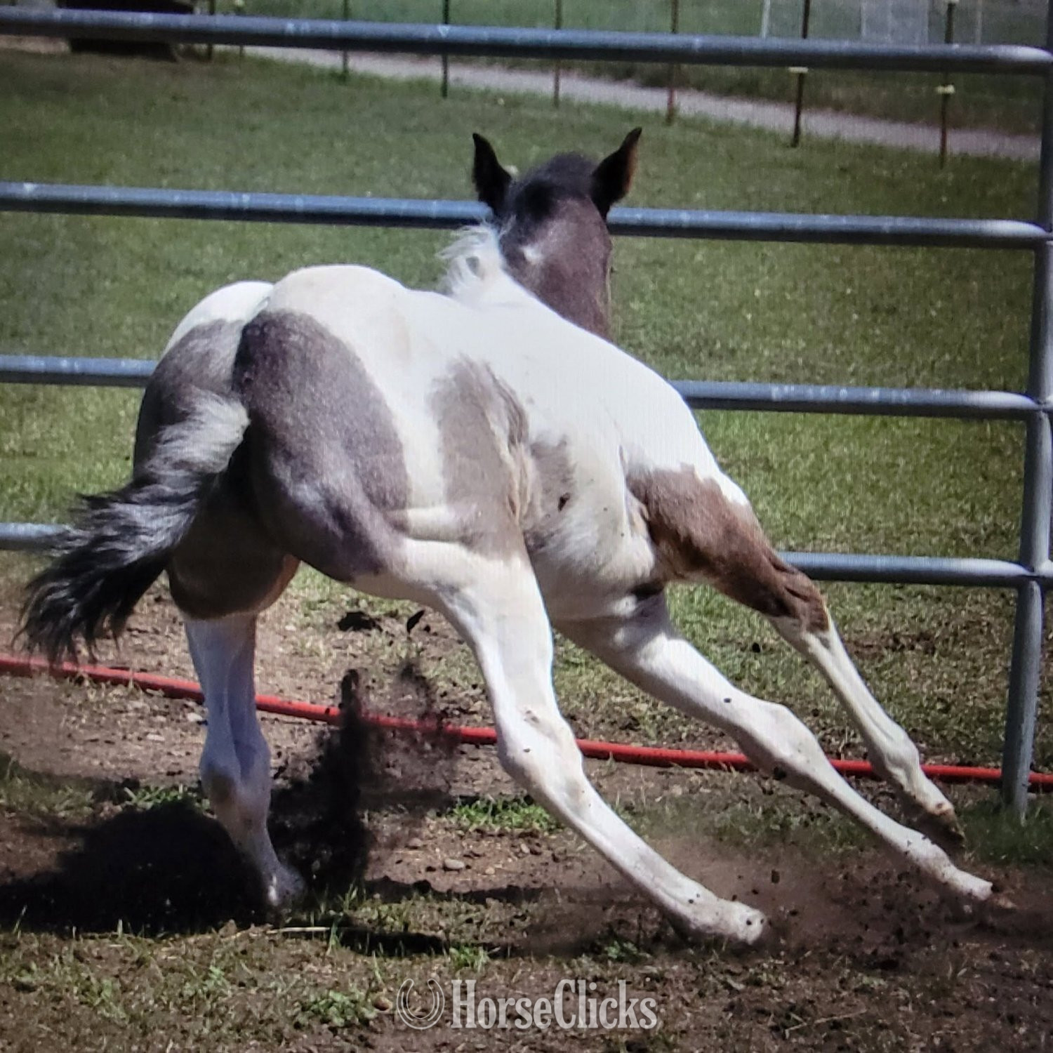 "Blue  " Blue Roan Colt Paint in Washington