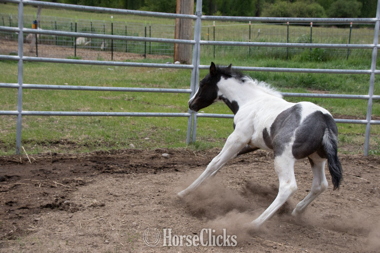 "Blue  " Blue Roan Colt Paint