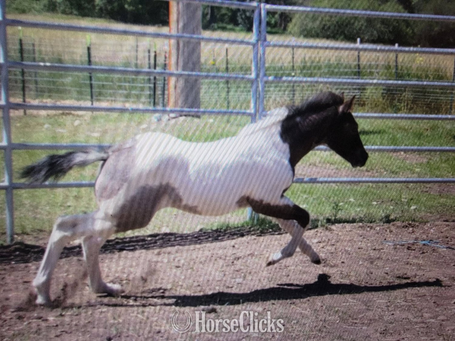 "Blue  " Blue Roan Colt Paint