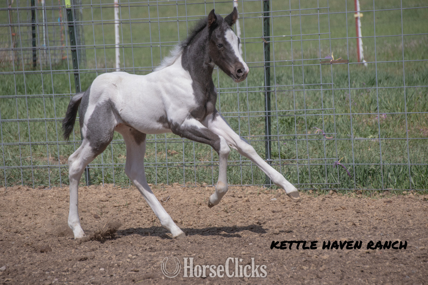 Washington "Blue  " Blue Roan Colt Paint