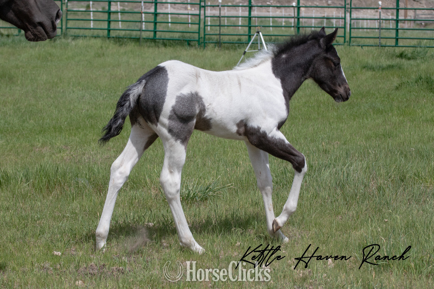 "Blue  " Blue Roan Colt Paint - Paint