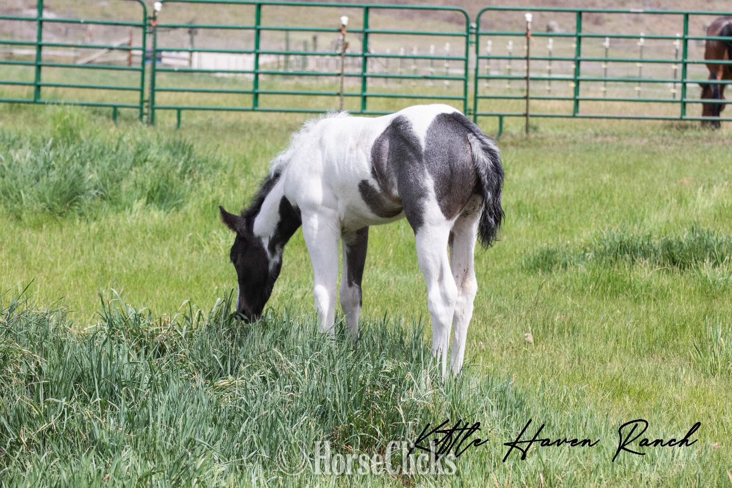 "Blue  " Blue Roan Colt Paint Washington