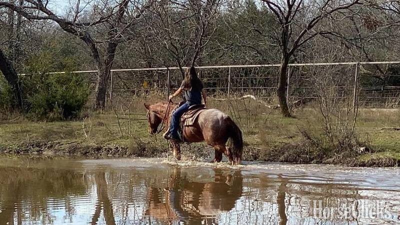 "Elliot" Red Roan Gelding Quarter Horse