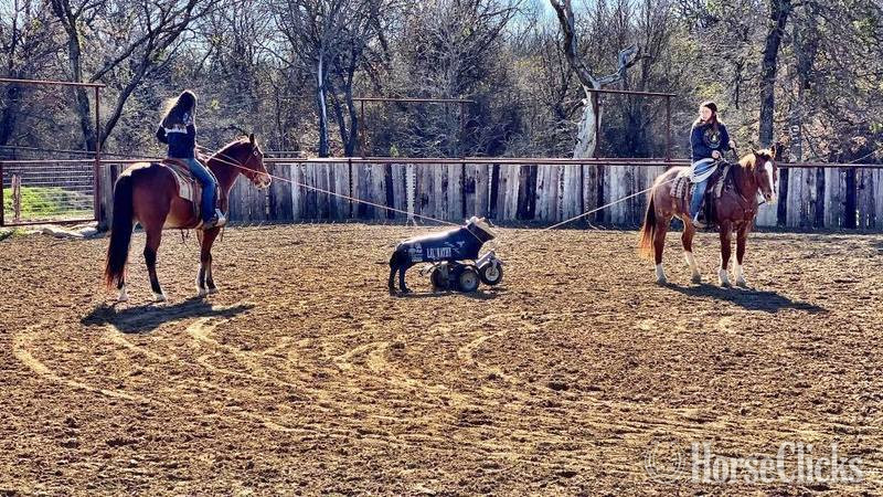 Texas "Elliot" Red Roan Gelding Quarter Horse