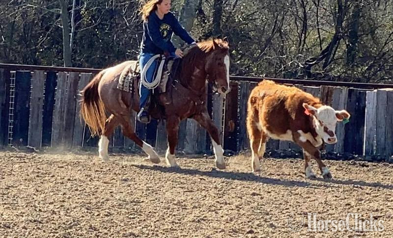"Elliot" Red Roan Gelding Quarter Horse in Texas
